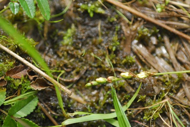 끈끈이 주걱 자료 사진. / 국립생물자원관