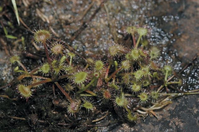 끈끈이 주걱 자료 사진. / 국립생물자원관