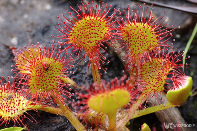 끈끈이 주걱 자료 사진. / 위키푸디
