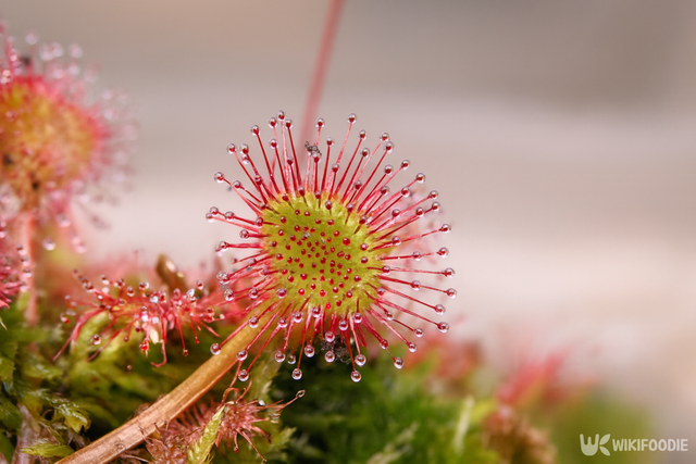 끈끈이 주걱 자료 사진. / 위키푸디