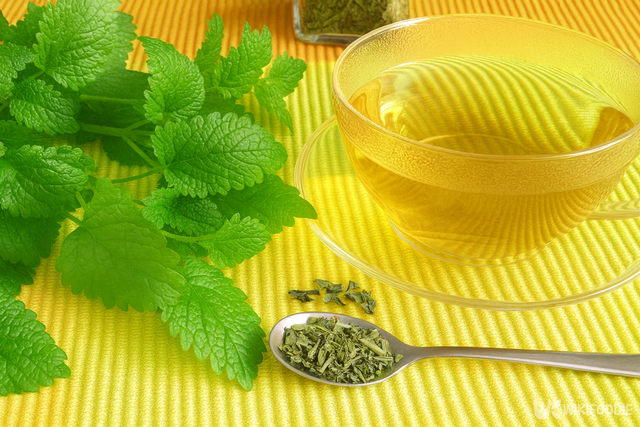 레몬밤 자료 사진. / 위키푸디