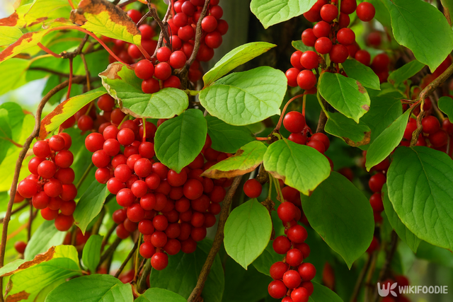 오미자 자료 사진. / 위키푸디