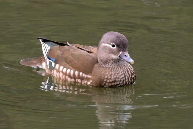 원앙 자료 사진. / 국립생물자원관