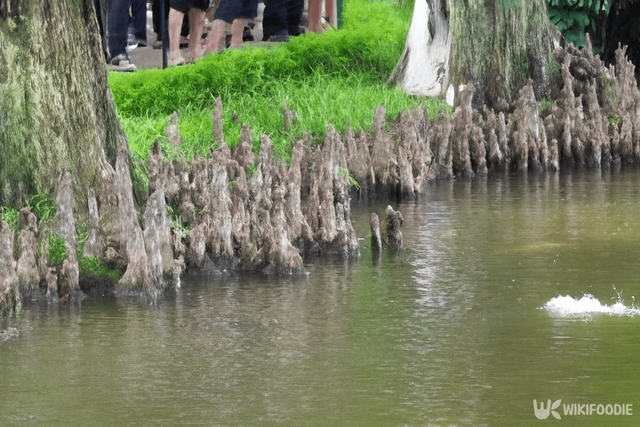 낙우송 자료 사진. / 위키푸디