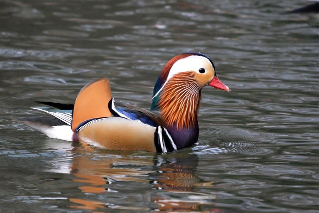 원앙 자료 사진. / 국립생물자원관