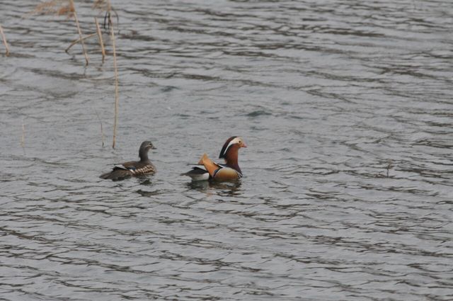 원앙 자료 사진. / 국립생물자원관