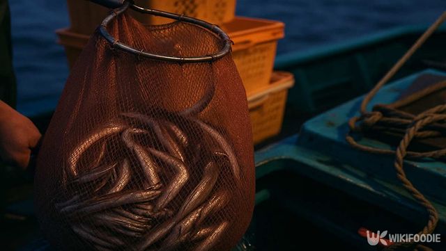 새벽 바다에서 어민이 그물을 당겨 붕장어를 끌어 올린다. / 위키푸디