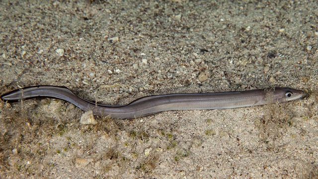 모랫바닥 위를 미끄러지듯 이동하는 붕장어의 모습이다. / Gerald Robert Fischer-shutterstock.com