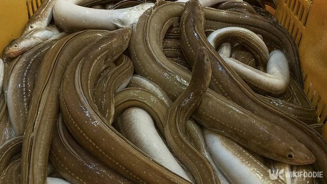 갓 잡아 올린 붕장어들이 통에 가득 담겨 있다. / 위키푸디