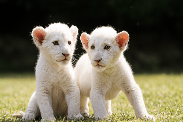 백사자 자료 사진. / 위키푸디