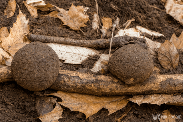 복령 자료 사진. / 위키푸디