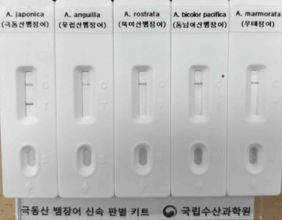 현장용 신속 종 판별 키트. 극동산뱀장어에만 반응해 T에 빨간 줄이 생긴다. / 해양수산부 제공