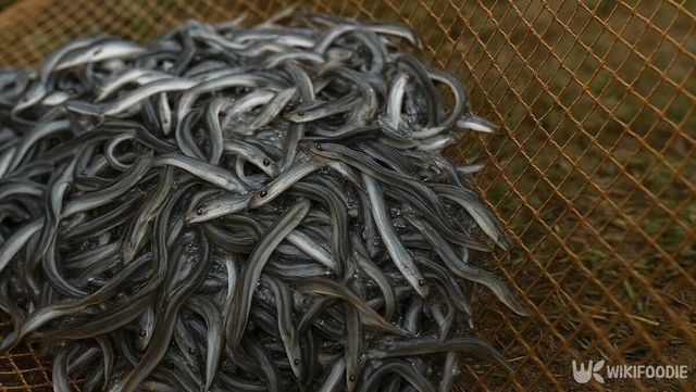 그물로 잡은 장어들이 무더기로 쌓여 있는 모습이다. / 위키푸디