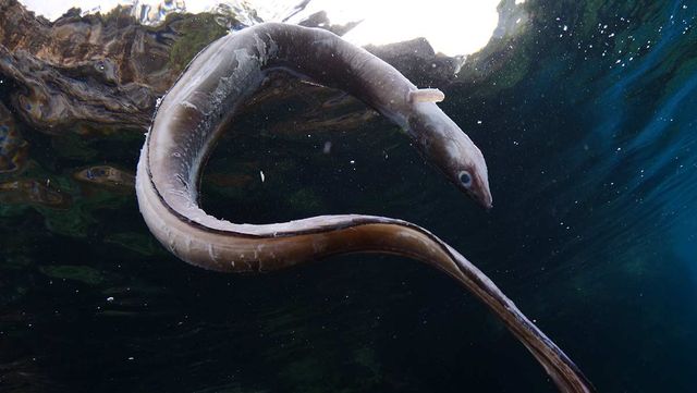 물속에서 유영 중인 극동산뱀장어의 모습이다. / scubadesign-shutterstock.com
