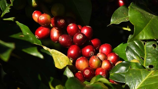 커피 농장에서 레드 커피 콩이 나무에서 익어가는 모습이다. / nimon-shutterstock.com