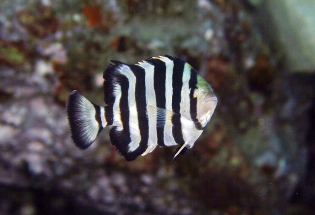 돌돔 자료 사진. / 국립생물자원관