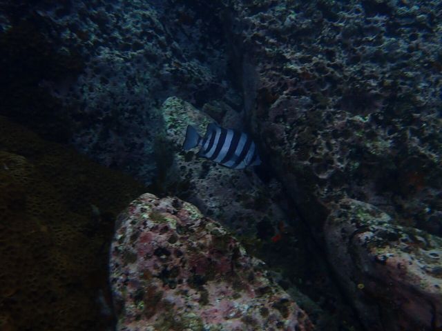 돌돔 자료 사진. / 국립생물자원관