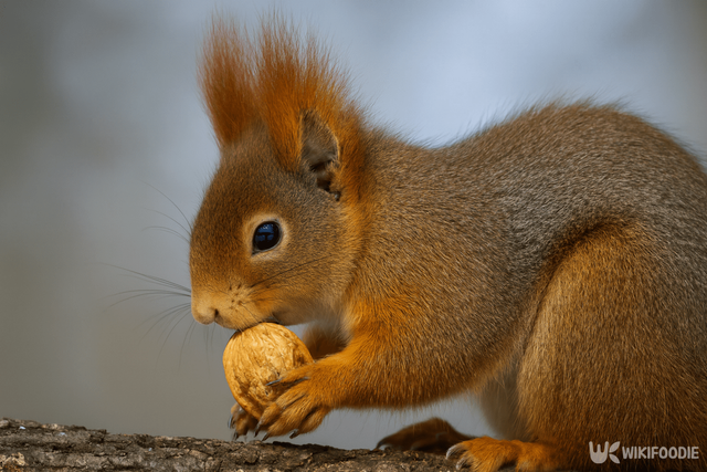 청설모가 밤을 먹는 자료 사진. / 위키푸디