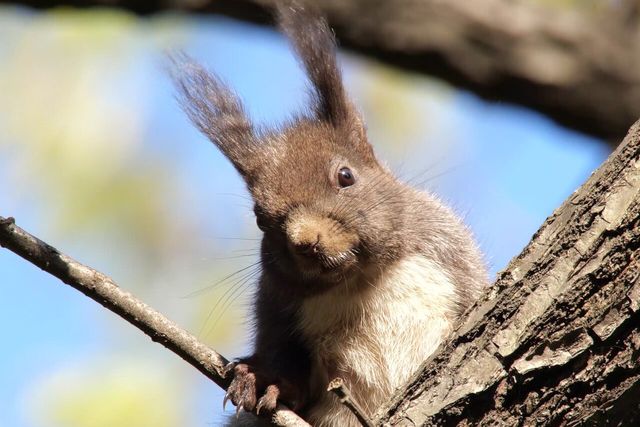 청설모 자료 사진. / 국립생물자원관