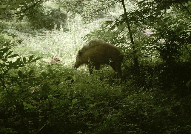 멧돼지 자료 사진. / 국립생물자원관