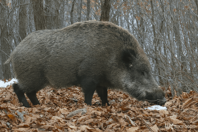 멧돼지 자료 사진. / 위키푸디