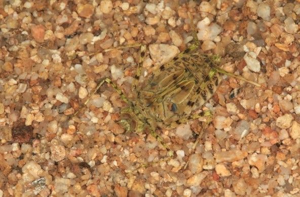 노란잔산잠자리 유충 사진. / 국립생물자원관