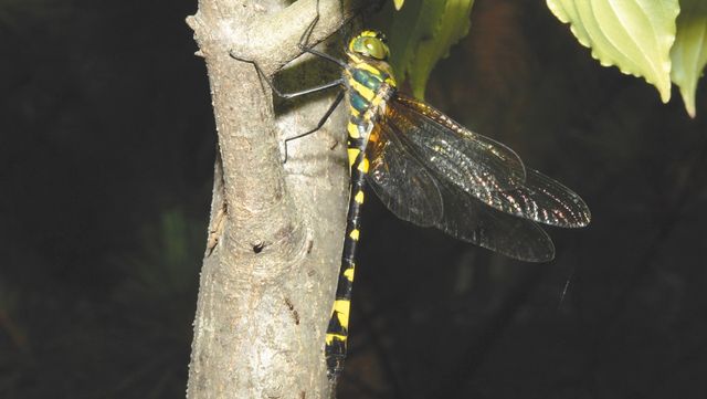 노란잔산잠자리 사진. / 국립생물자원관