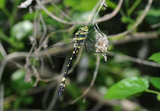 노란잔산잠자리 사진. / 국립생물자원관
