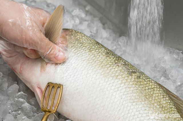농어 손질 과정 사진. / 위키푸디