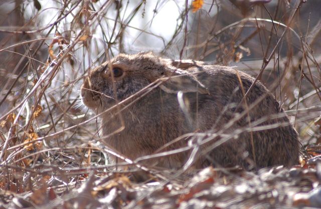 멧토끼 자료 사진. / 국립생물자원관
