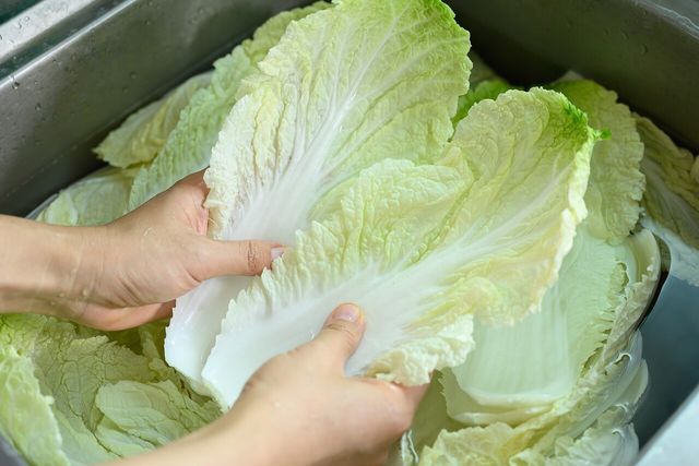 배추를 물에 씻고 있다. 기사의 이해를 돕기 위한 참고 사진입니다. / Nungning20-shutterstock.com