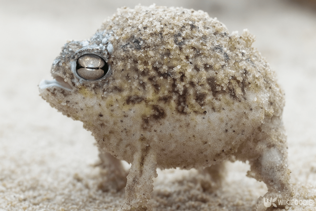 사막비개구리 자료 사진. / 위키푸디