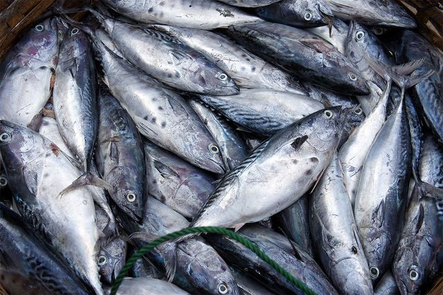 생삼치가 한데 담겨 놓여 있다. 기사의 이해를 돕기 위한 참고 사진입니다. / drowas38-shutterstock.com