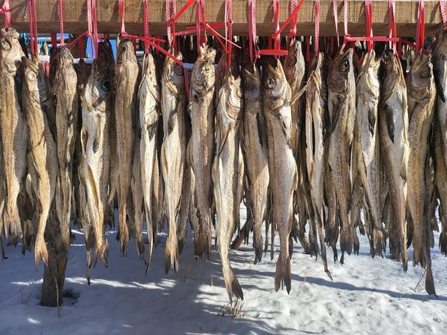 차가운 겨울바람에 말려지는 황태 덕장의 풍경이다. / yoojiwhan-shutterstock.com