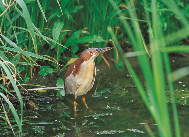 큰덤불해오라기. / 국립생물자원관