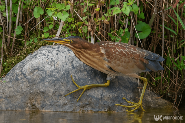 큰덤불해오라기. / 위키푸디