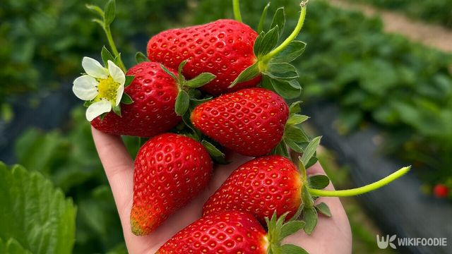 밭에서 갓 수확한 딸기를 손에 올려 보여주고 있다. / 위키푸디