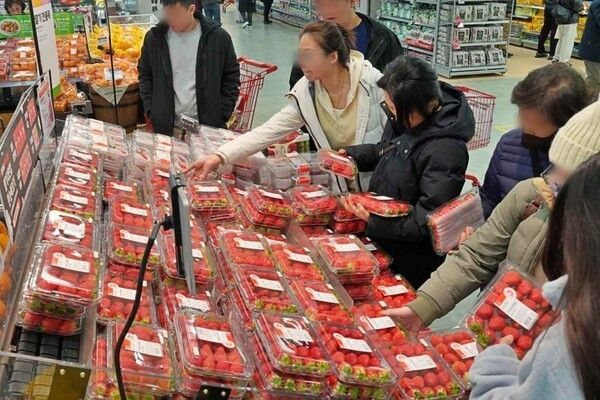 고객들이 롯데마트에서 진열된 딸기를 고르고 있다. / 롯데마트 제공