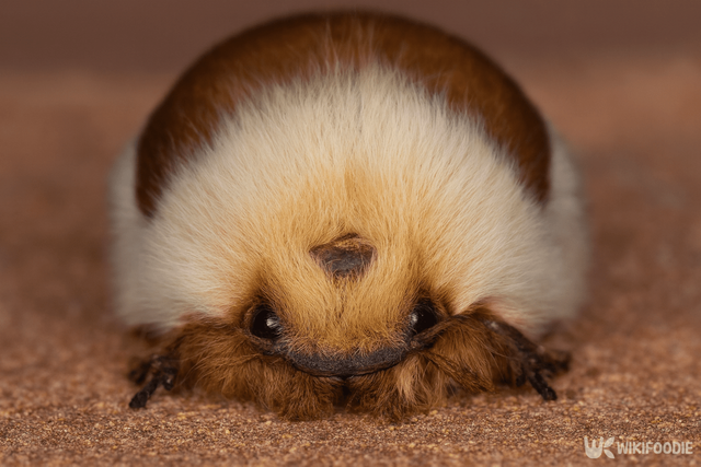 털풍뎅이 자료 사진. / 위키푸디