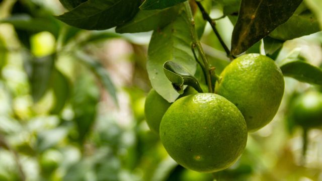 초록빛 감귤이 나무에 달려 있다. / ForceAlex-shutterstock.com