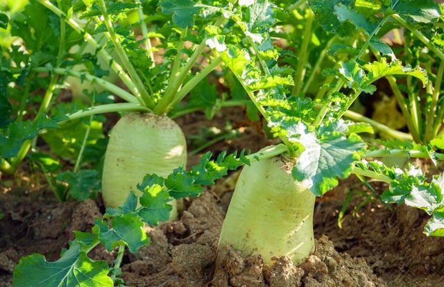 무 자료 사진. / cstrike-shutterstock.com