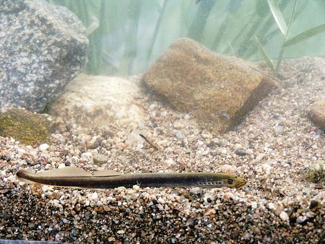 칠성장어 자료 사진. / 국립생물자원관