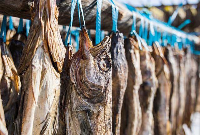 명태를 말리고 있다. 여기서 반만 건조하면 '코다리'가 된다. / two K-shutterstock.com