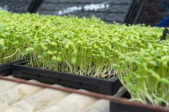 콩나물을 재배하고 있는 모습이다. 콩나물은 재배 과정이 간단해 집에서도 쉽게 기를 수 있다. / Tavarius-shutterstock.com