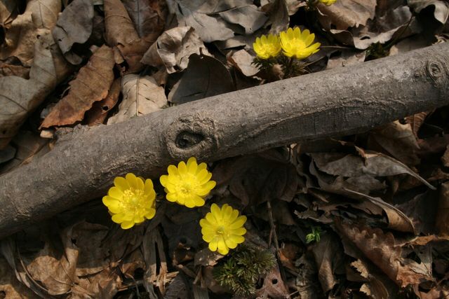 복수초. / 국립생물자원관
