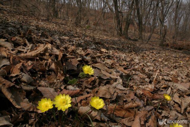 복수초. / 국립생물자원관