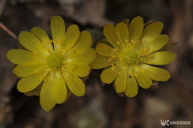 복수초. / 국립생물자원관