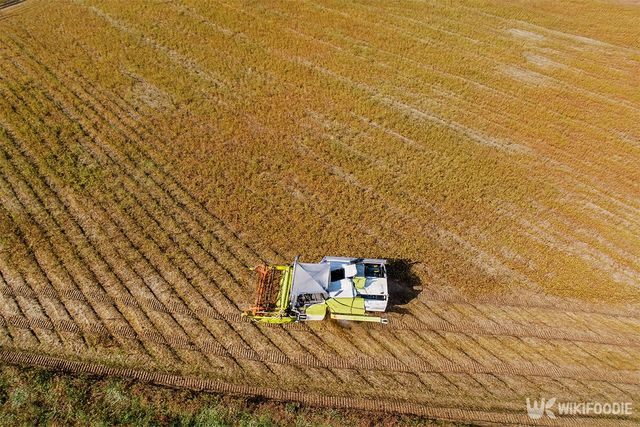 밭에서 메밀을 수확하고 있는 농기계의 모습이다. / 위키푸디