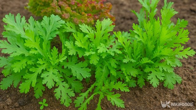 밭에서 온전히 자란 초록빛 쑥갓이 펼쳐져 있다. / 위키푸디