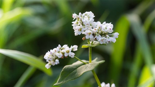 하얀 메밀꽃이 피어 있다. 기사 이해를 돕기 위한 자료 사진입니다. / Lipatova Maryna-shutterstock.com